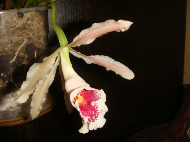 DSC06652.JPG