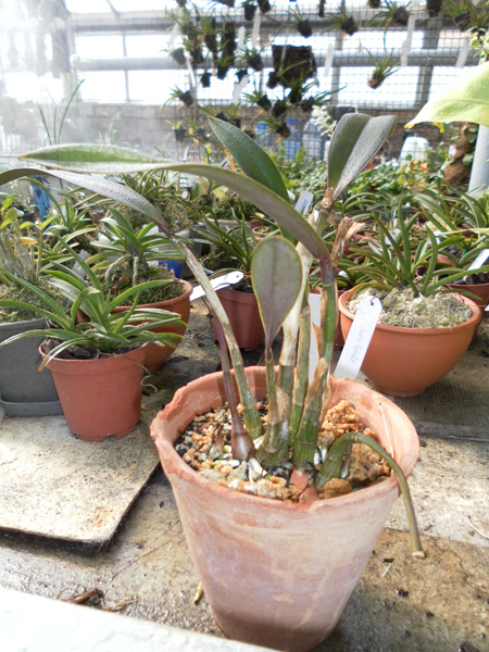Laelia flava.jpg