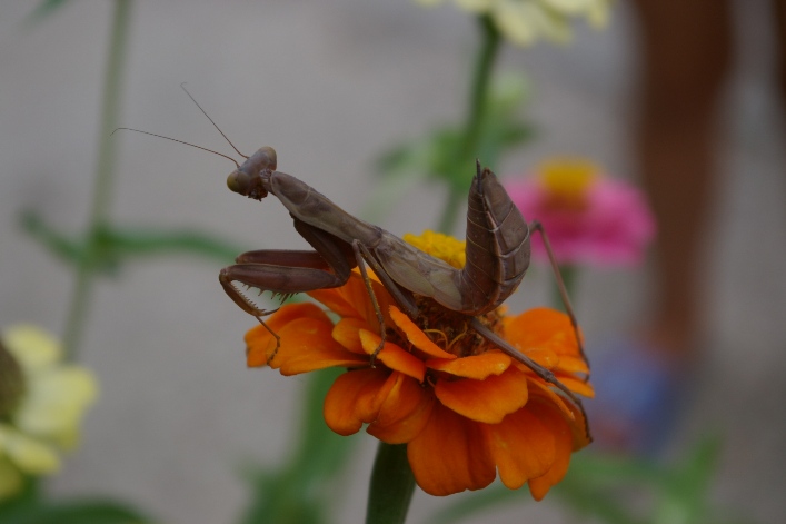 IMGP0307.JPG