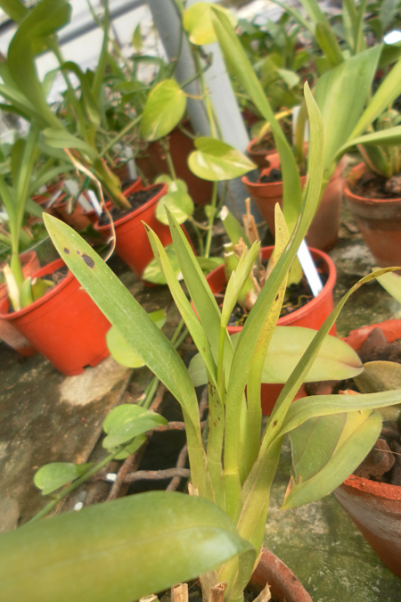 Brachtia andina.jpg