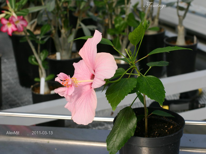 CRW_1327_RJs.JPG