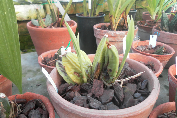 Ida fulvescens.jpg