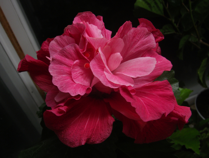 Pink_Bouquet_2nd_day.jpg