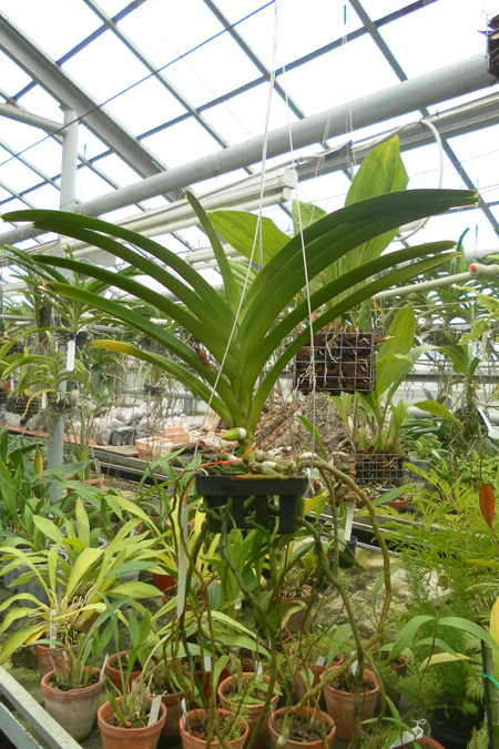 Ascocenda Krailerk White x Ascocenda Chaiya.jpg