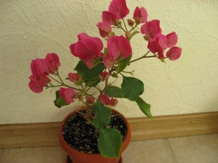 IMG_5769.jpg