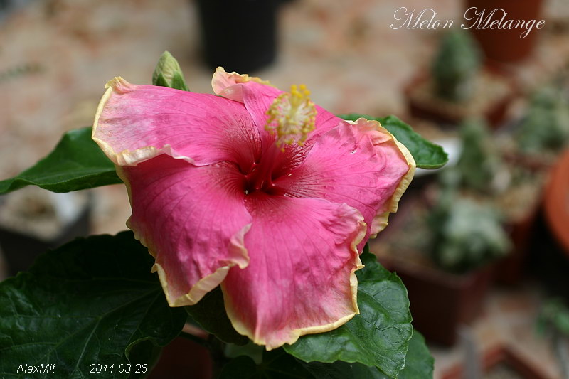 IMG_1472s.JPG