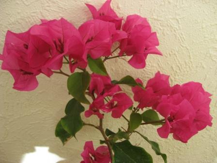 IMG_5788.jpg