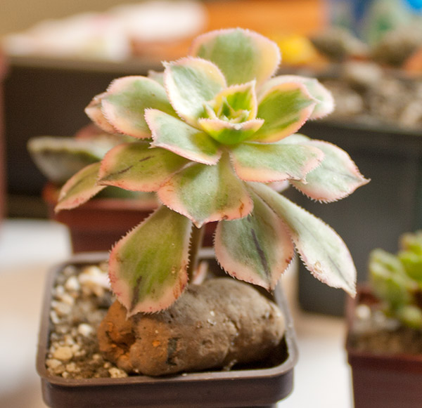 aeonium-kiwi.jpg