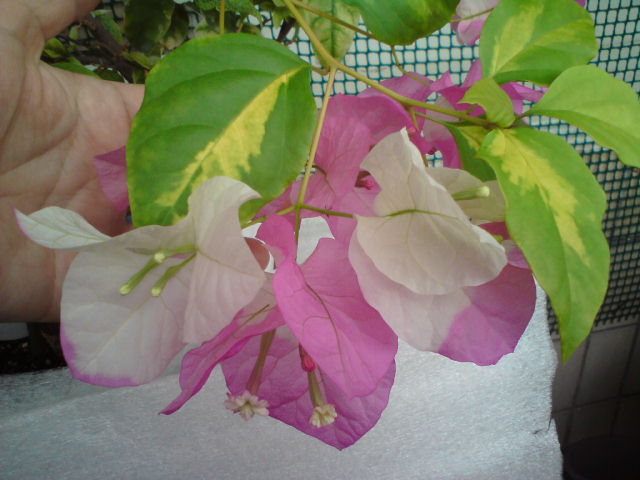 DSC02658.JPG