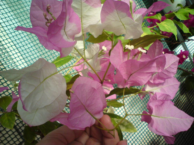 DSC02700.JPG
