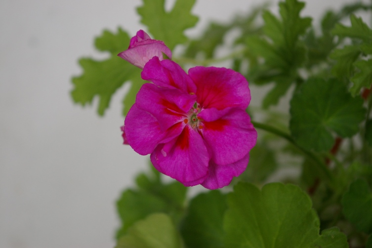 IMGP0447.JPG