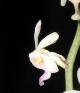 diploptruncata_01.jpg
