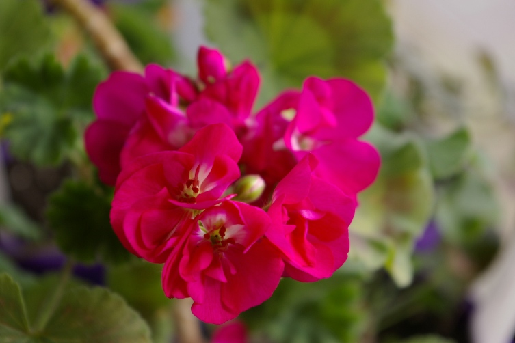 IMGP0452.JPG