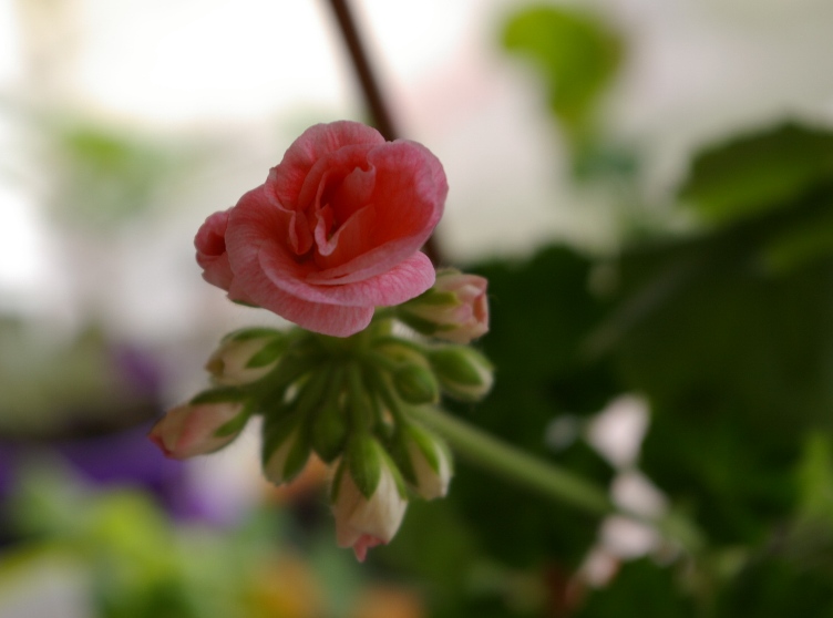 Marbacka Rose