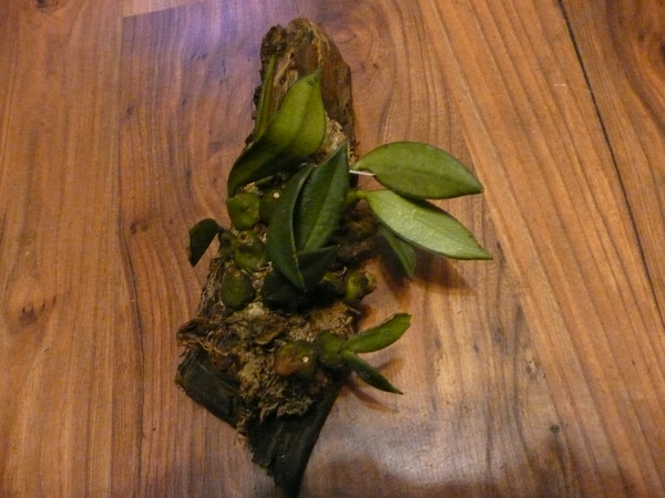Trias picta.JPG