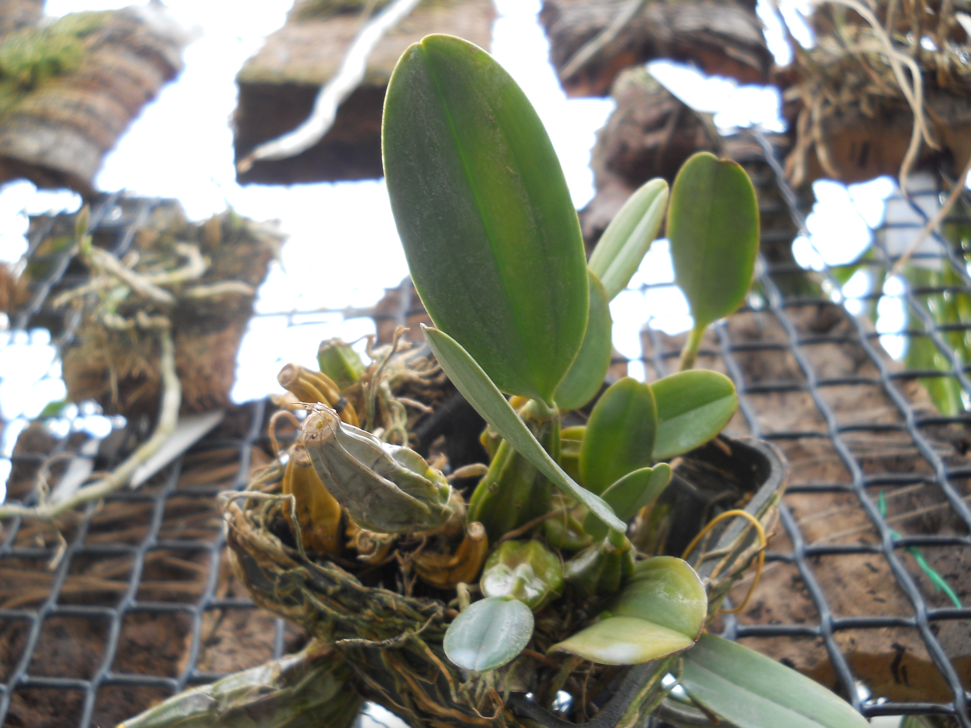 DSCN1270.jpg