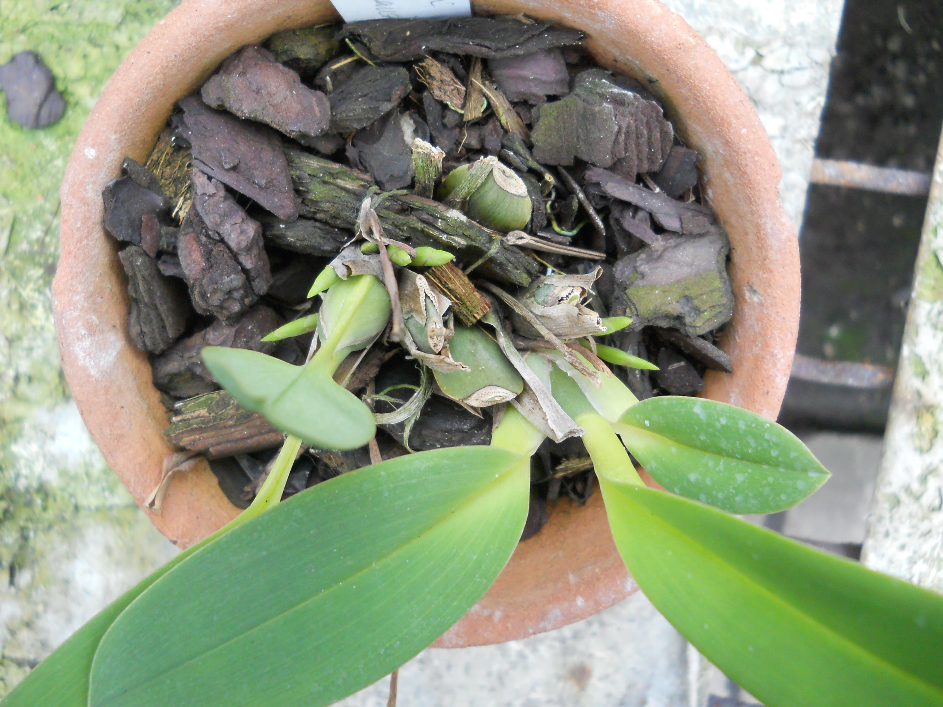 DSCN1271.jpg