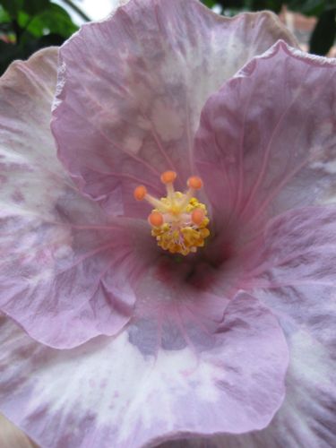 Lavender Ice_1.jpg