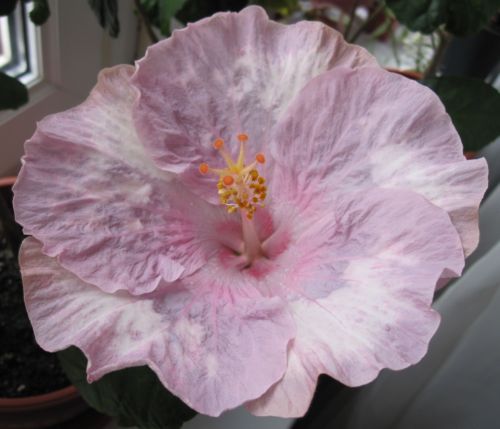 Lavender Ice_3.jpg