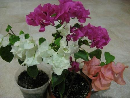 IMG_5817.jpg