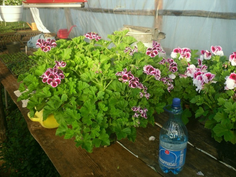 y_70605048.jpg