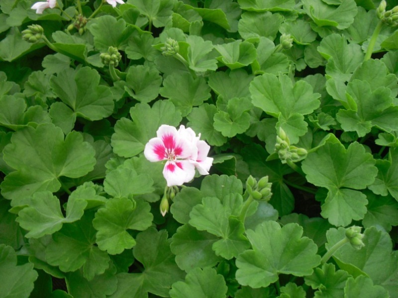 y_8d949611.jpg