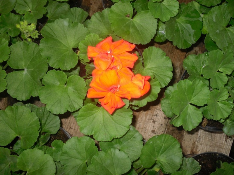 y_2513716e.jpg