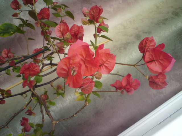 DSC02733.JPG