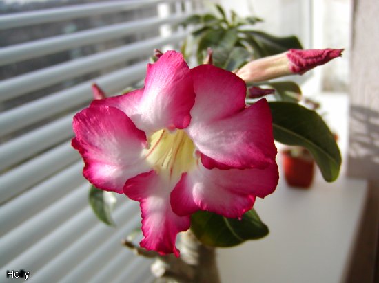 Siam Violet b.jpg