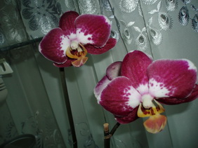 P4150721.jpg