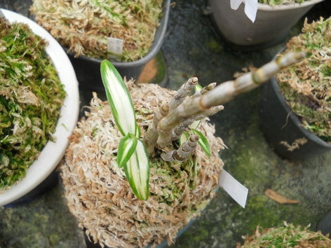 DSCN133102.jpg