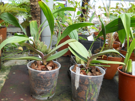 DSCN135101.jpg