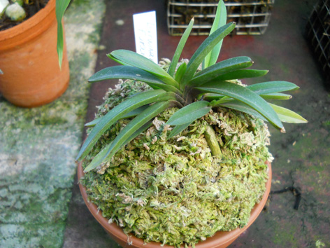 DSCN135603.jpg