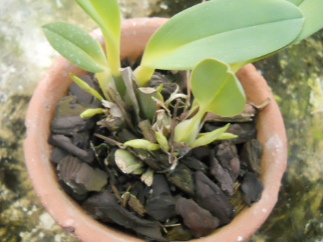 DSCN137602.jpg