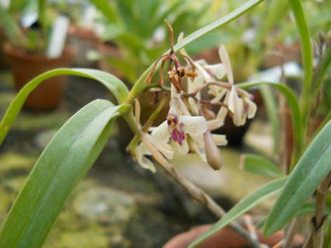 DSCN137101.jpg