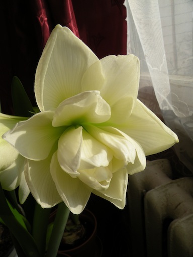 БелаяНимфа2011_1.jpg