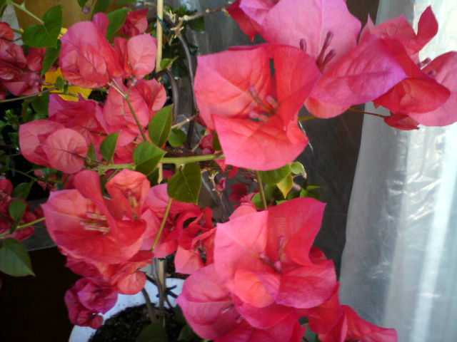 DSC02771.JPG