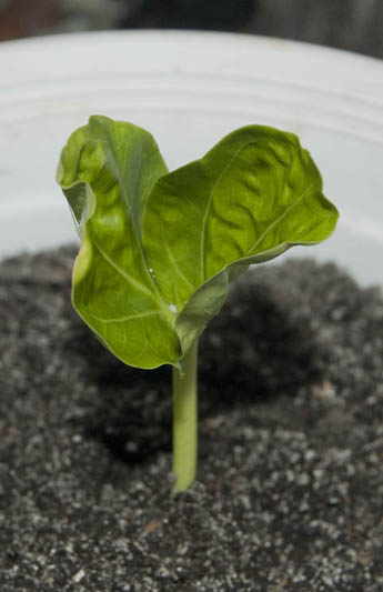 Baobab.jpg