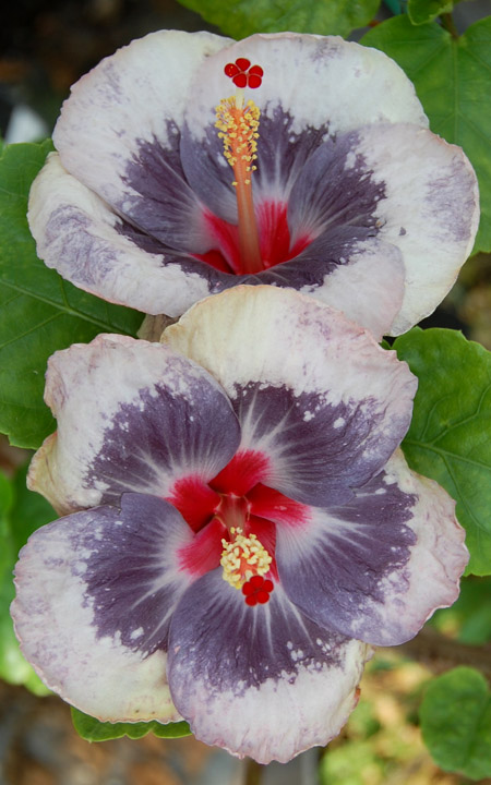 AprilShowersxBornToBeWild-f_7391.jpg