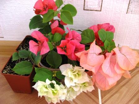 IMG_5860.jpg