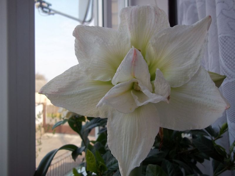 White Nympf