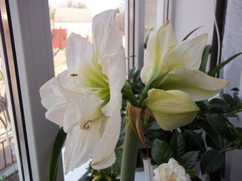 White Nympf