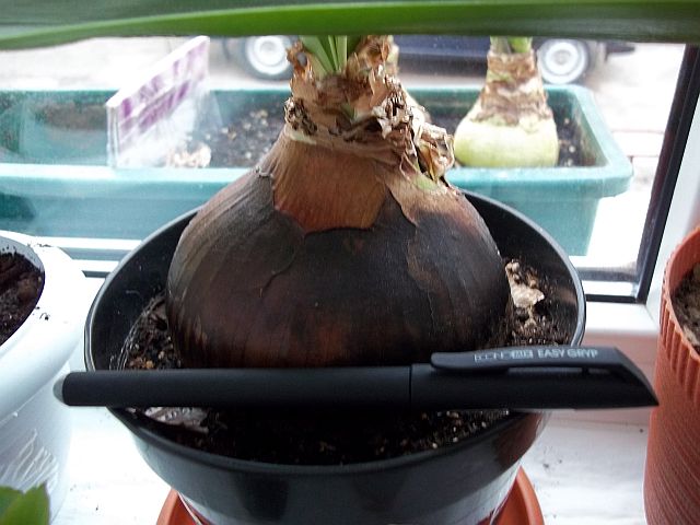 100_0113.JPG