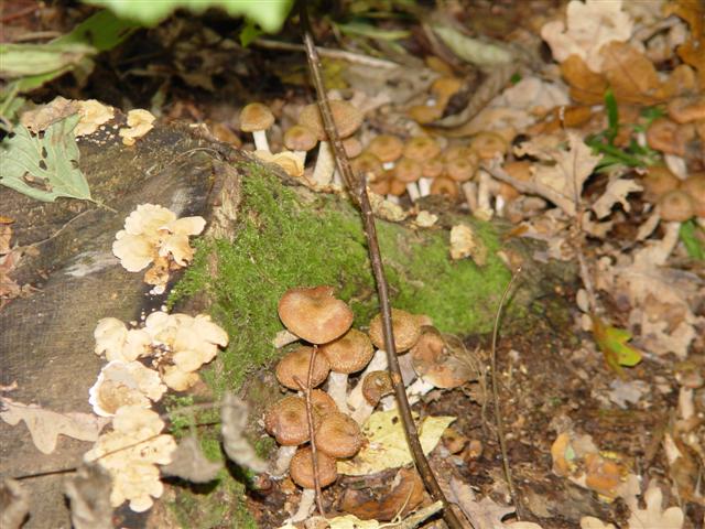 Picture 097.jpg