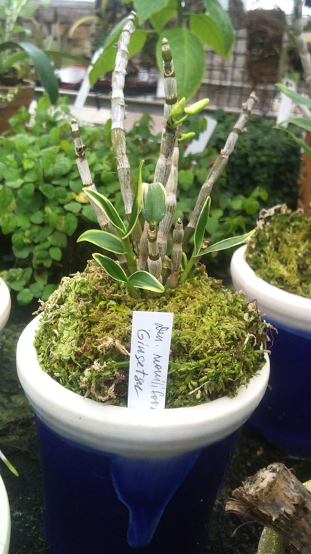 Dendrobium moniliforme Ginsetsu.jpg