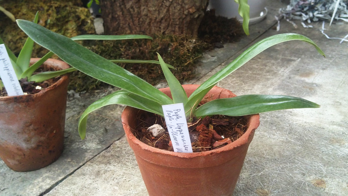 Paphiopedilum Lippewunder InCharm x Paphiopedilum InCharm White InCharm.jpg