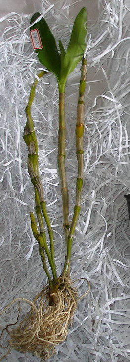 Dendrobium_nobile_var.cooksonianum_00.jpg