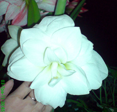 DSC00385.JPG