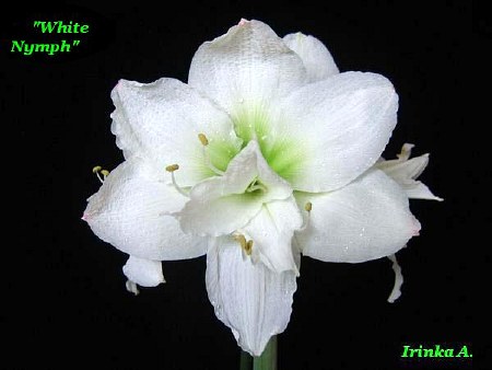 White-Nympf2.jpg