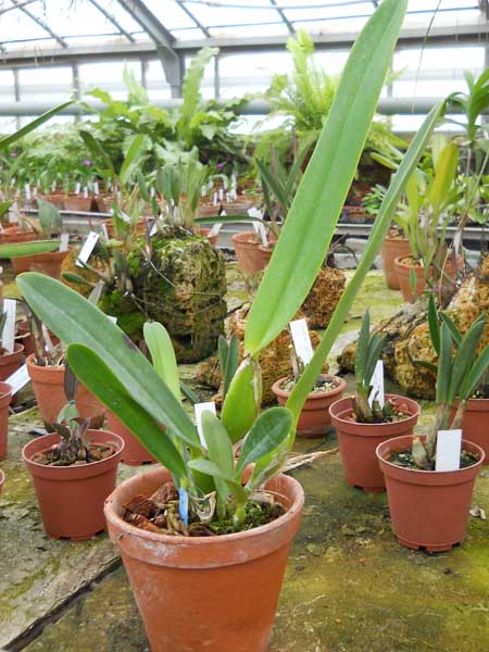 Laeliocattleya C G Roebling Blue Indigo.jpg
